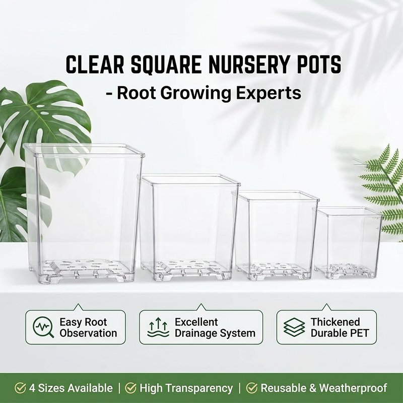 Sphagnum Moss Dry - Clear Square Acrylic Plastic Phalaenopsis Orchid