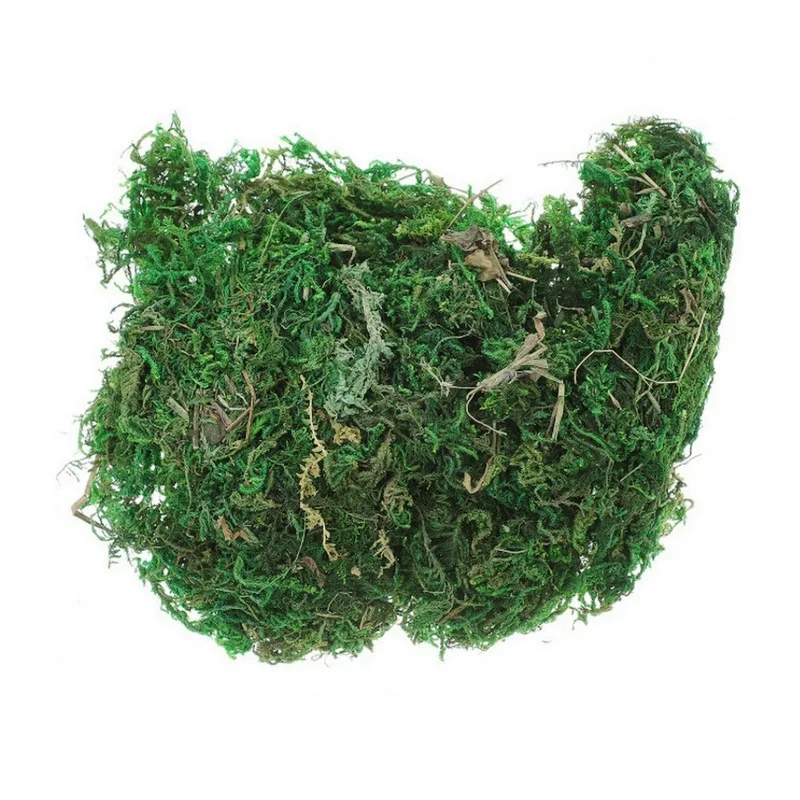 800G Dry Real Green Moss Decor - đánh giá và giá Sphagnum Moss Dry