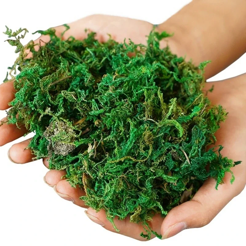 800G Dry Real Green Moss Decor - đánh giá và giá Sphagnum Moss Dry