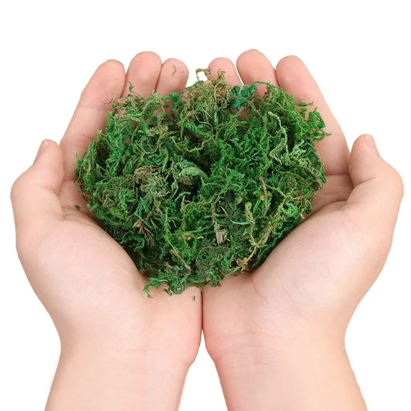 800G Dry Real Green Moss Decor - đánh giá và giá Sphagnum Moss Dry