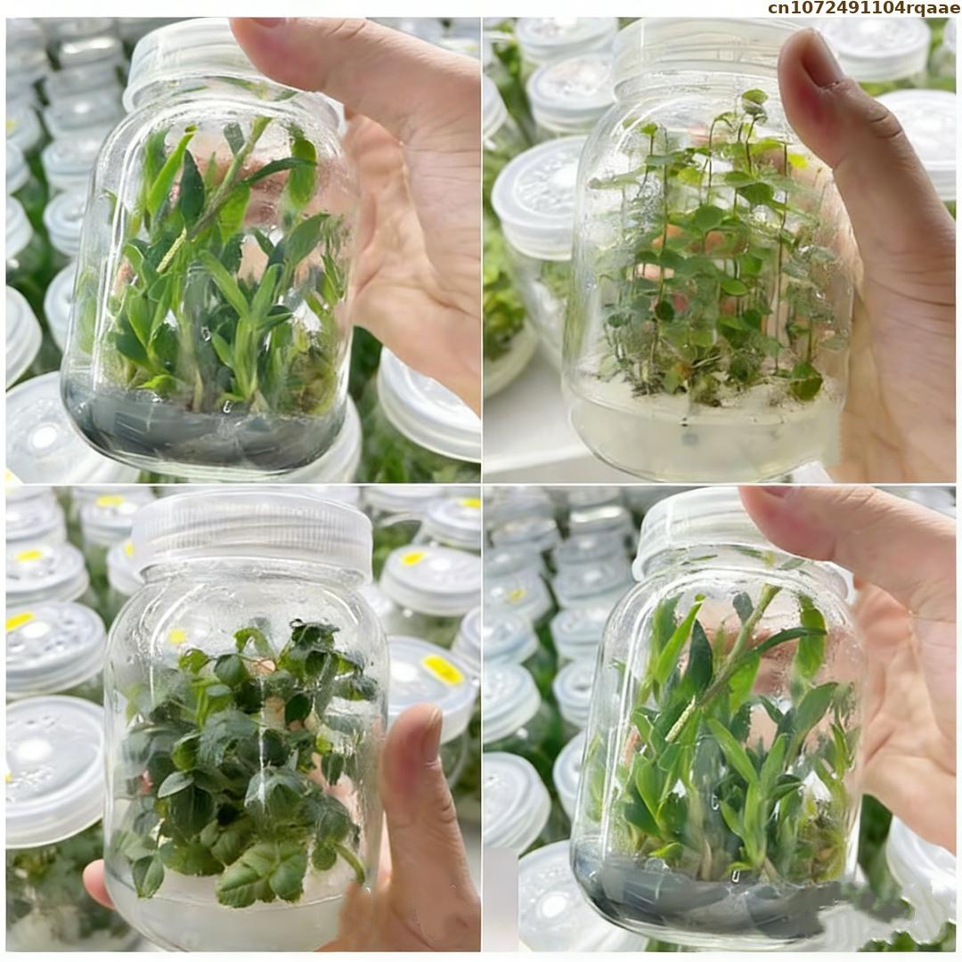 Premium Plant Tissue Culture A - đánh giá và giá Agar Tissue Culture