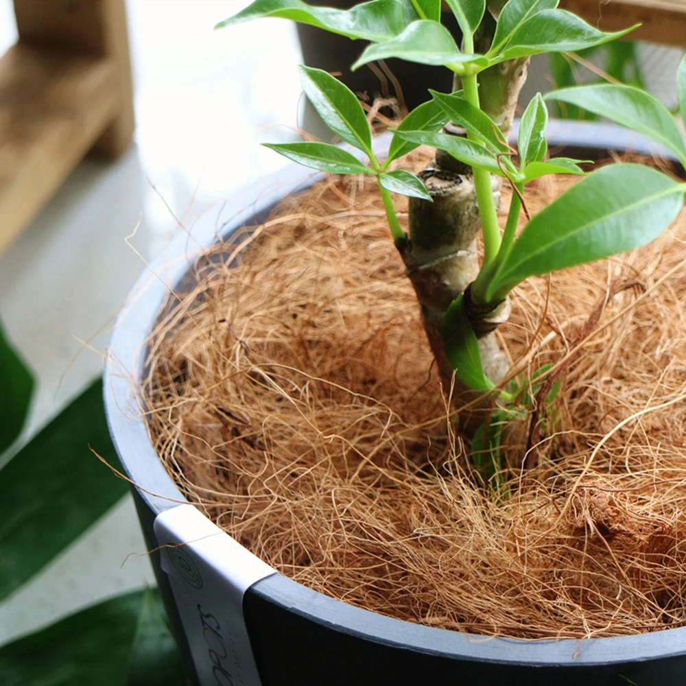 Natural Coconut Husk Fiber Flo - đánh giá và giá Sphagnum Moss Dry