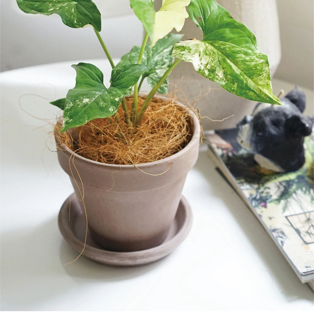 Natural Coconut Husk Fiber Flo - đánh giá và giá Sphagnum Moss Dry