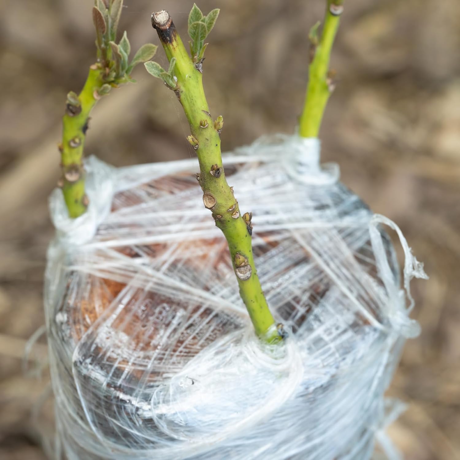 Eco-Friendly Biodegradable Gra - đánh giá và giá Rooting Hormone Powder